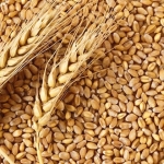 ADM Milling project maps carbon emissions in wheat supply chain