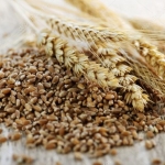 South Australia's grain harvest falls 
