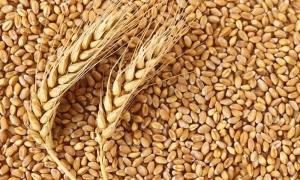 ADM Milling project maps carbon emissions in wheat supply chain