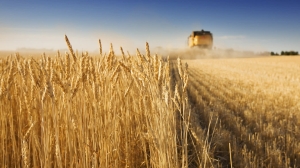 Alliance to support U.S. farmers in transition to lower-carbon agriculture