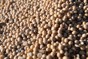 Marathon to invest in ADM’s soybean facility