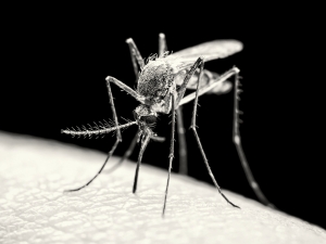 MMS advises why seafarers must remain vigilant about malaria 
