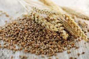 South Australia's grain harvest falls 