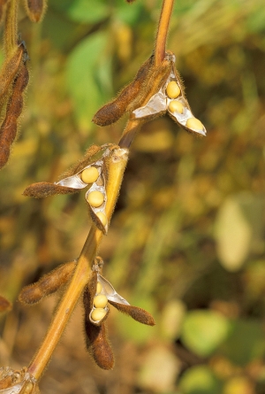 Sustainable U.S. Soy takes root in Japan