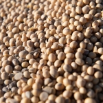 Marathon to invest in ADM’s soybean facility