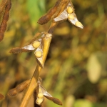 Sustainable U.S. Soy takes root in Japan
