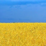 Ukraine already sown two million hectares of spring grains
