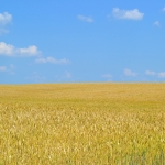 Ukraine grain shipments resume to Euro-Silo, North Sea Port