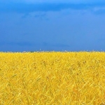 Ukrainian Grain Association call for humanitarian aid