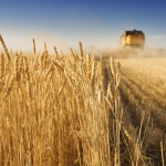 USW Statement on Chinese wheat purchase