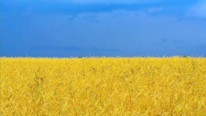 Ukraine already sown two million hectares of spring grains