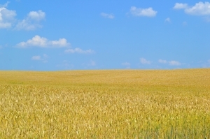 Ukraine grain shipments resume to Euro-Silo, North Sea Port