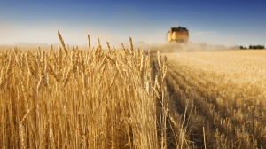 USW Statement on Chinese wheat purchase